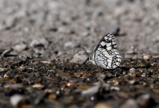 Anadolu Melikesi&nbsp;(Melanargia&nbsp;larissa)