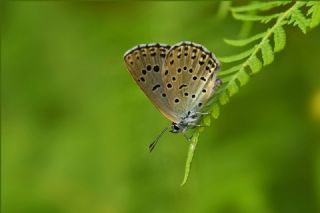 Byk Korubeni (Phengaris arion)