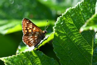 ncili Kelebek (Hamearis lucina)
