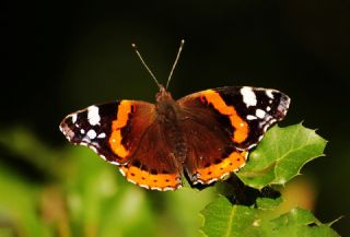 Atalanta&nbsp;(Vanessa&nbsp;atalanta)