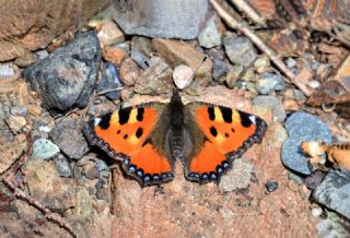 Aglais (Aglais urticae)