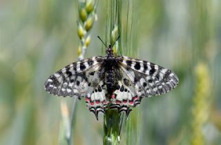 Orman Fistosu&nbsp;(Zerynthia&nbsp;cerisyi)