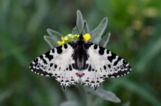 Orman Fistosu&nbsp;(Zerynthia&nbsp;cerisyi)