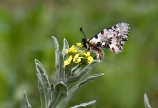 Orman Fistosu (Zerynthia cerisyi)