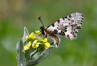 Orman Fistosu (Zerynthia cerisyi)