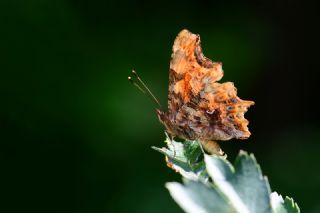 Yrtk Prtk (Polygonia c-album)