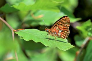 Beyaz �nci&nbsp;(Clossiana&nbsp;euphrosyne)