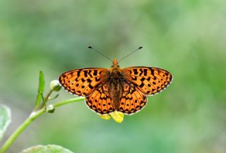 Beyaz �nci&nbsp;(Clossiana&nbsp;euphrosyne)