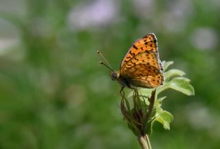 Niyobe&nbsp;(Argynnis&nbsp;niobe)