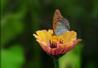 Cengaver&nbsp;(Argynnis&nbsp;paphia)