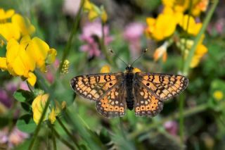 Nazu�um&nbsp;(Euphydryas&nbsp;aurinia)
