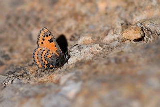 Akbes Gelincii (Tomares nesimachus)
