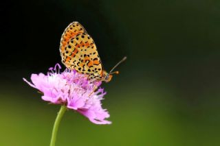 Benekli parhan (Melitaea didyma)