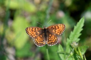 Amannisa (Melitaea athalia)