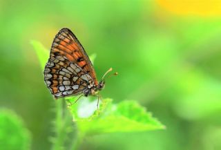 Amannisa&nbsp;(Melitaea&nbsp;athalia)