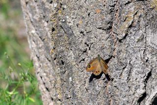 Esmerboncuk (Lasiommata maera)