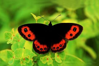 sko Gzelesmeri (Erebia aethiops)