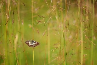 Orman Melikesi&nbsp;(Melanargia&nbsp;galathea)