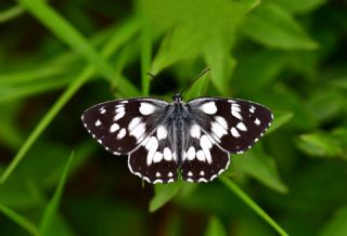 Orman Melikesi (Melanargia galathea)