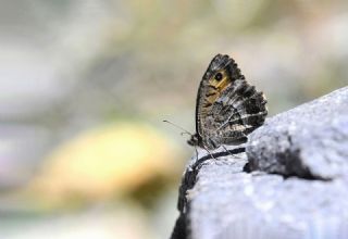 Seyit&nbsp;(Arethusana&nbsp;arethusa)