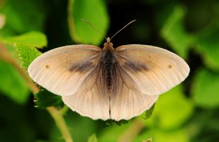 �ay�r Esmeri&nbsp;(Maniola&nbsp;jurtina)