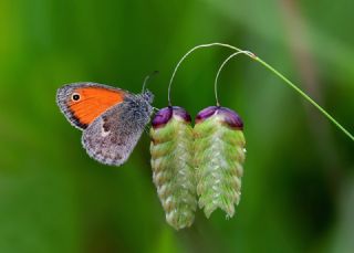 Kk Zpzp Perisi (Coenonympha pamphilus)