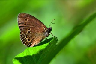 Halkack (Aphantopus hyperantus)