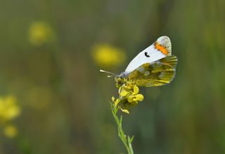 Zegris&nbsp;(Zegris&nbsp;eupheme)