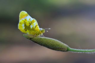 Zegris (Zegris eupheme)