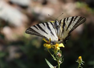 Erik Krlangkuyruk (Iphiclides podalirius)