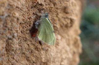 Benekli Byk parhan (Melitaea phoebe)