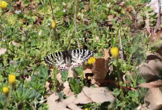 Orman Fistosu (Allancastria  cerisyi)