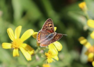 Benekli Bakr Gzeli (Lycaena phlaeas)