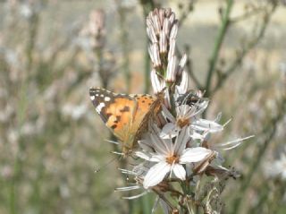 Diken Kelebei (Vanessa cardui)