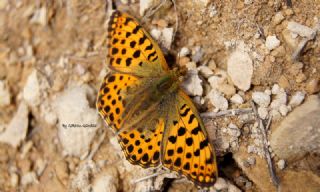 spanyol Kraliesi (Issoria lathonia)