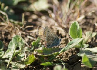 okgzl Mavi (Polyommatus icarus)