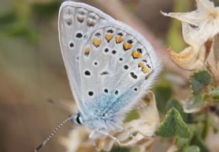 okgzl Mavi (Polyommatus icarus)