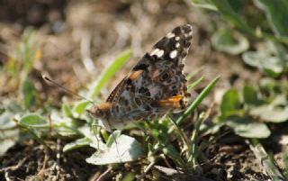 Diken Kelebei (Vanessa cardui)