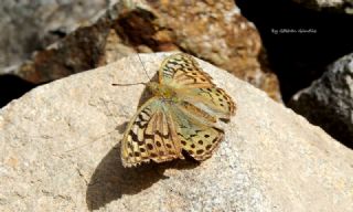 Bahadr (Argynnis pandora)