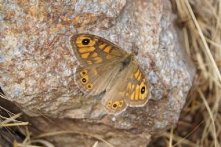 okgzl Mavi (Polyommatus icarus)