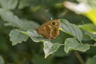 Kara Hayalet (Minois dryas)