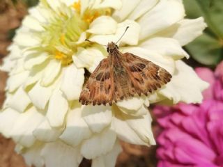 Hatmi Z�pz�p�&nbsp;(Carcharodus&nbsp;alceae)