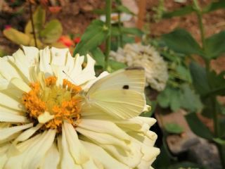 K���k Beyazmelek&nbsp;(Pieris&nbsp;rapae)