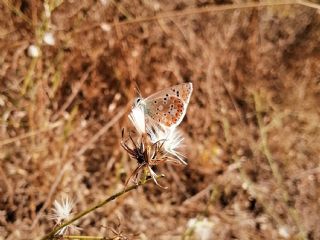 okgzl Balkan Mavisi (Aricia anteros )