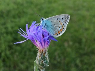 okgzl Mavi (Polyommatus icarus)