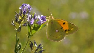 Sar Azamet (Colias croceus)