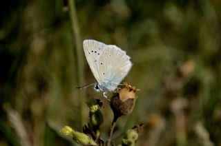 okgzl Dafnis (Polyommatus daphnis)