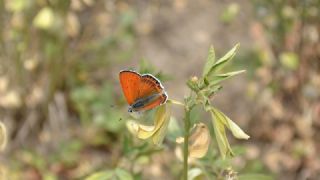 Kk Ate Gzeli (Lycaena thersamon)