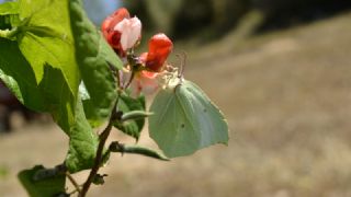 Orakkanat (Gonepteryx rhamni)