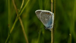 okgzl Amanda (Polyommatus amandus)